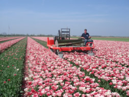 Topping Tulip Hemisphere